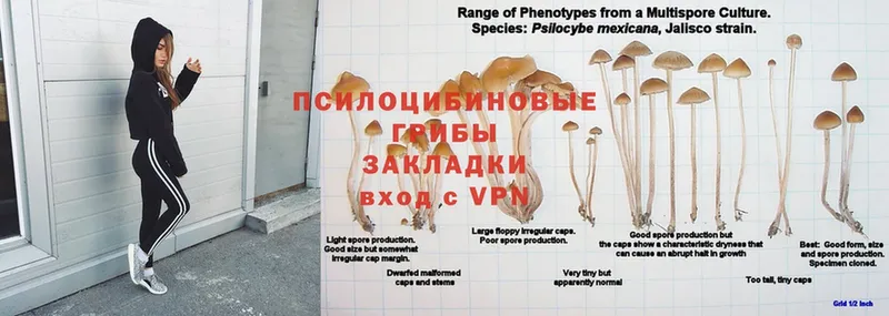 кракен как войти  Кольчугино  Псилоцибиновые грибы Psilocybe  цены наркотик 